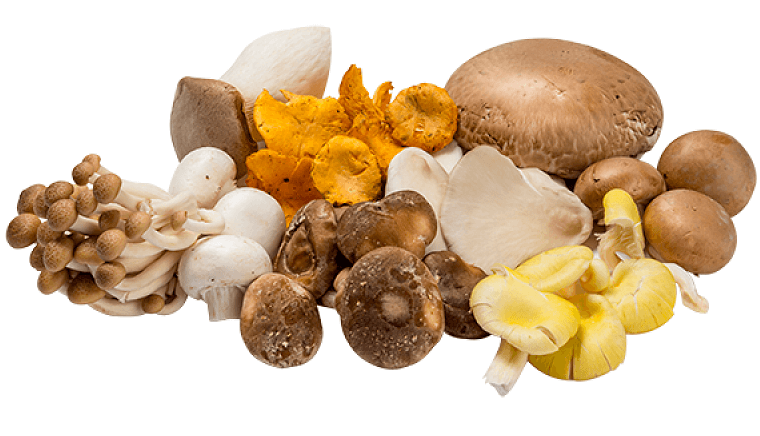 Onze soorten paddenstoelen